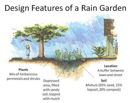 Design features of a rain garden