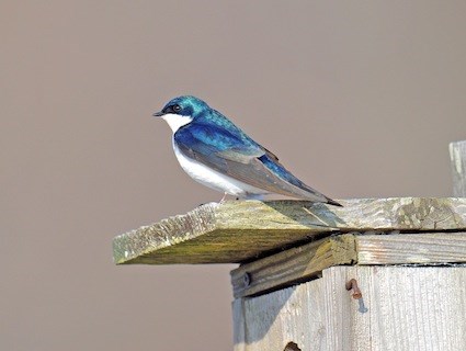 tree swallow