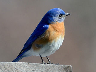 bluebird
