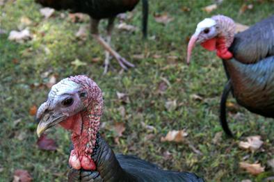 Wild Turkey_thumb.jpg