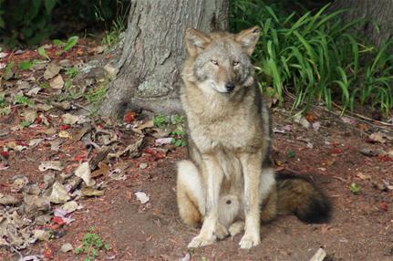 coyote_thumb.jpg