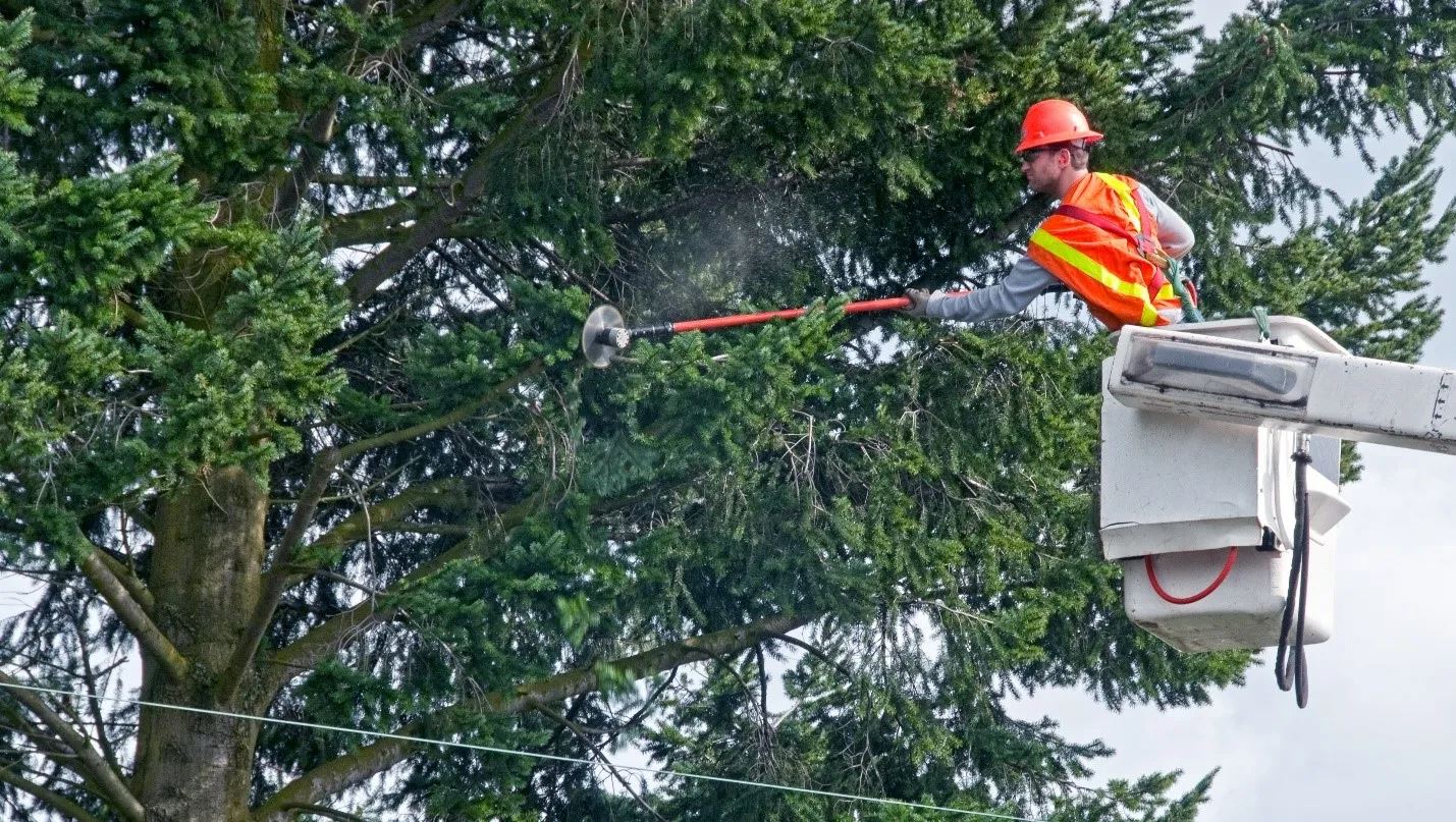 trimming vegetation from power lines