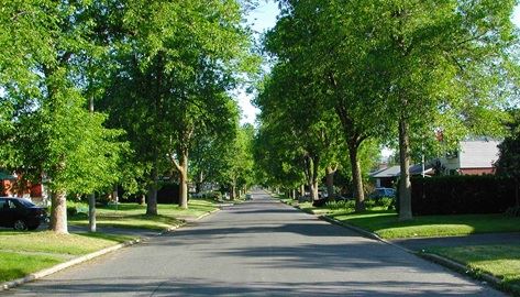 Tree Lined Street